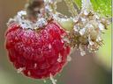 Raspberry coated with frost crystals on stem; watermark "DEE'S PHOTOGRAPHY"