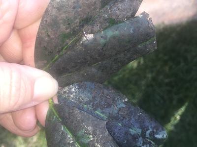 Holly with sooty mold.