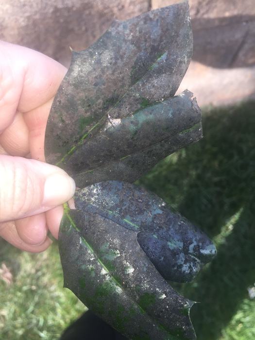 Holly with sooty mold.