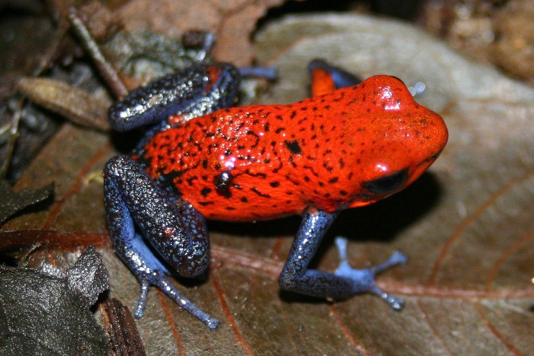 frog