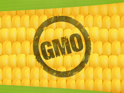 Corn kernels background with a grunge circular stamp reading "GMO"