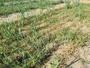 Rows of young onion or garlic plants growing in a weedy, dry garden bed.