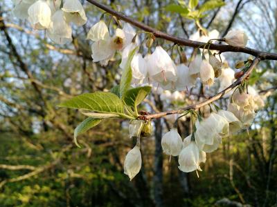 Silverbell tree