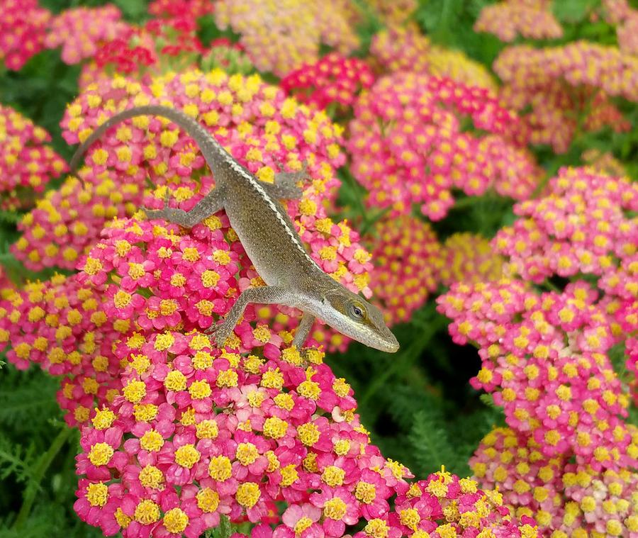 anole on flowers