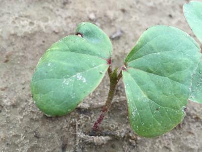 1st true leaf A