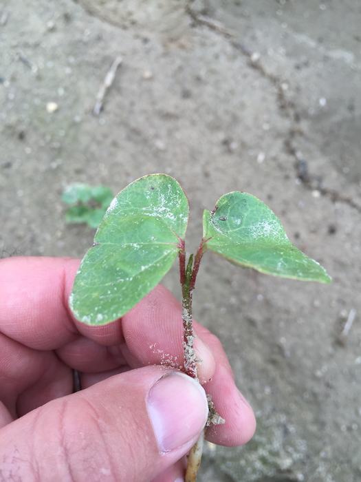 1st true leaf B
