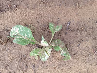Small green seedling with sand-covered leaves on bare compacted soil