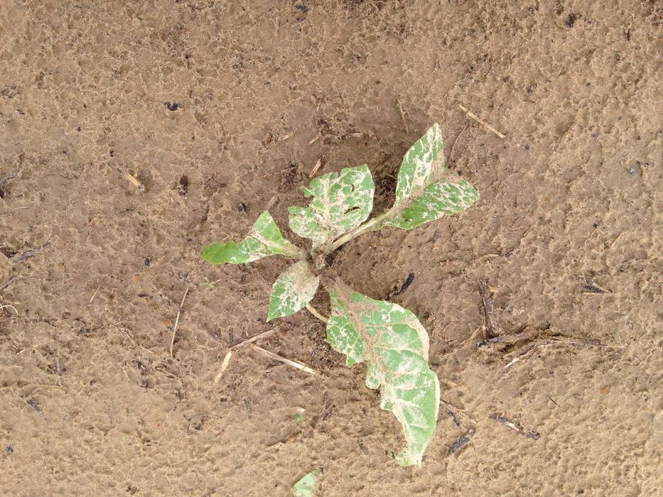Hail injury to young seedlings. Stems and buds are intact, so replanting is not necessary. 