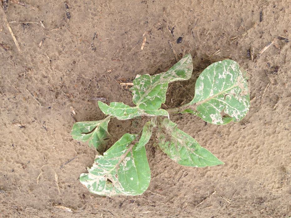 2016 Hail Injury Wayne Co (3)