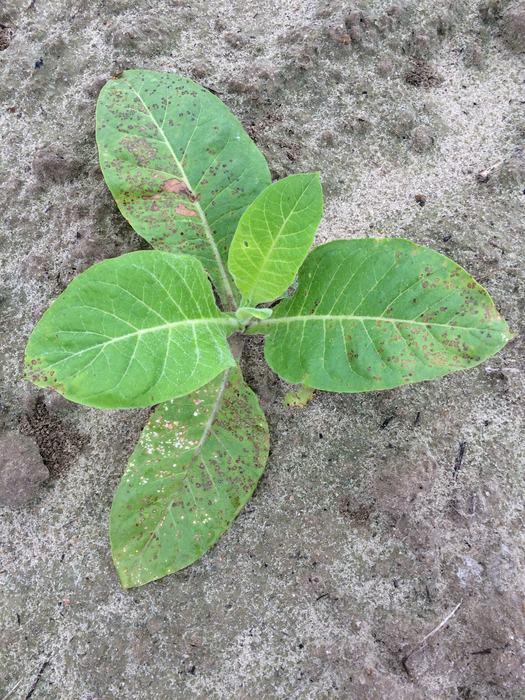 Weather Fleck on Multiple Leaves