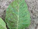 Green leaf on ground with numerous small brown spots across its surface