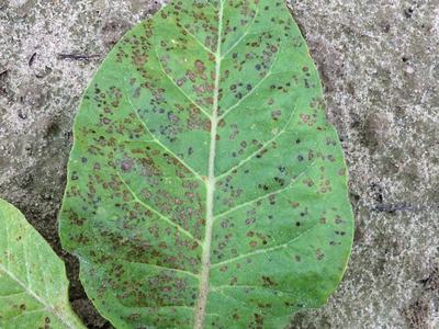 Green leaf on ground with numerous small brown spots across its surface