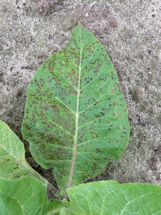 Weather Fleck on Single Leaf