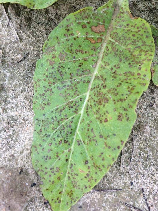 Weather Fleck on Single Leaf