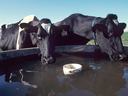 cows drinking from livestock water tank