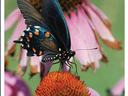 Swallowtail butterfly on coneflower; title "Butterflies in Your Backyard", "NC State University"