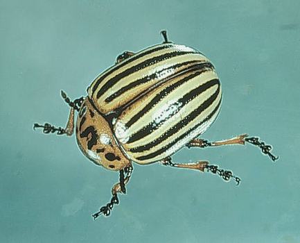 Colorado potato beetle adult