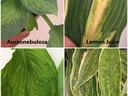 Symptoms of Hosta Virus X on four varieties of Hosta