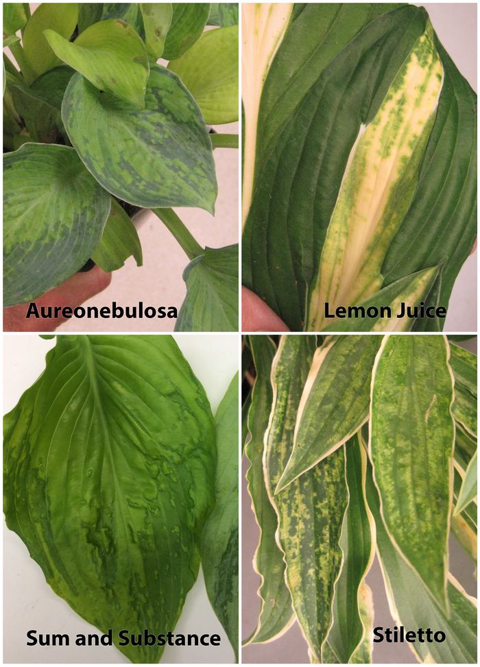 Symptoms of Hosta Virus X on four varieties of Hosta