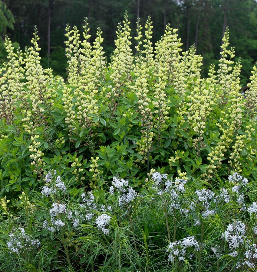 Carolina Moonlight wild indigo and eastern bluestar