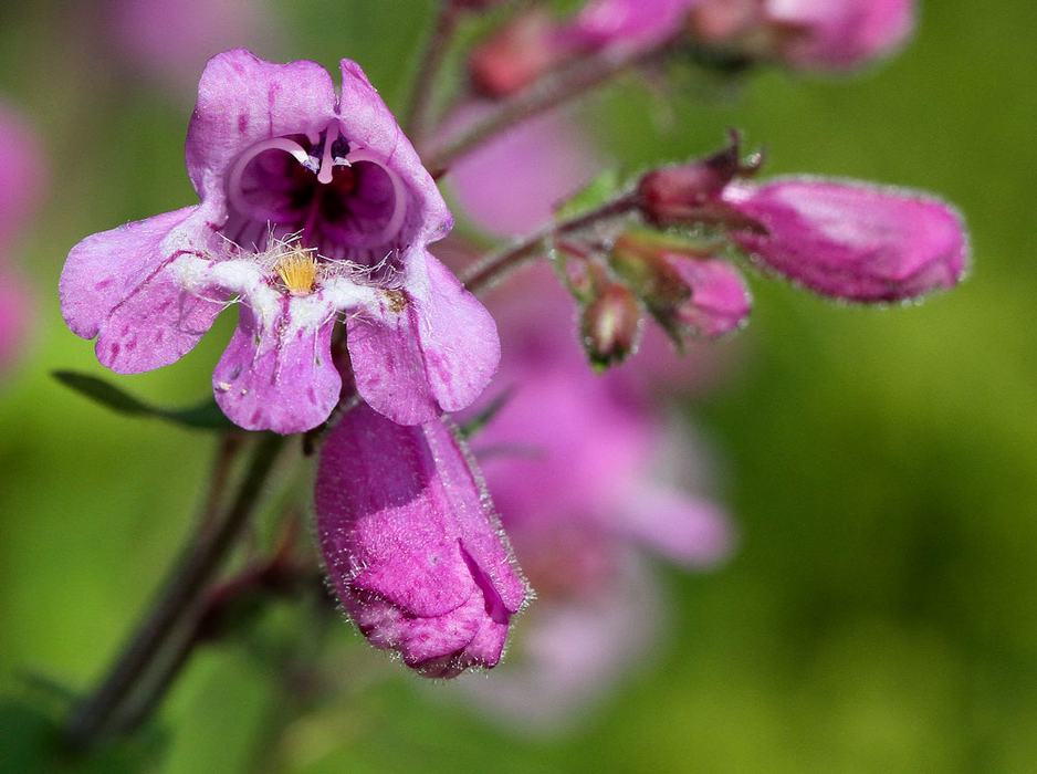 beardtongue flower