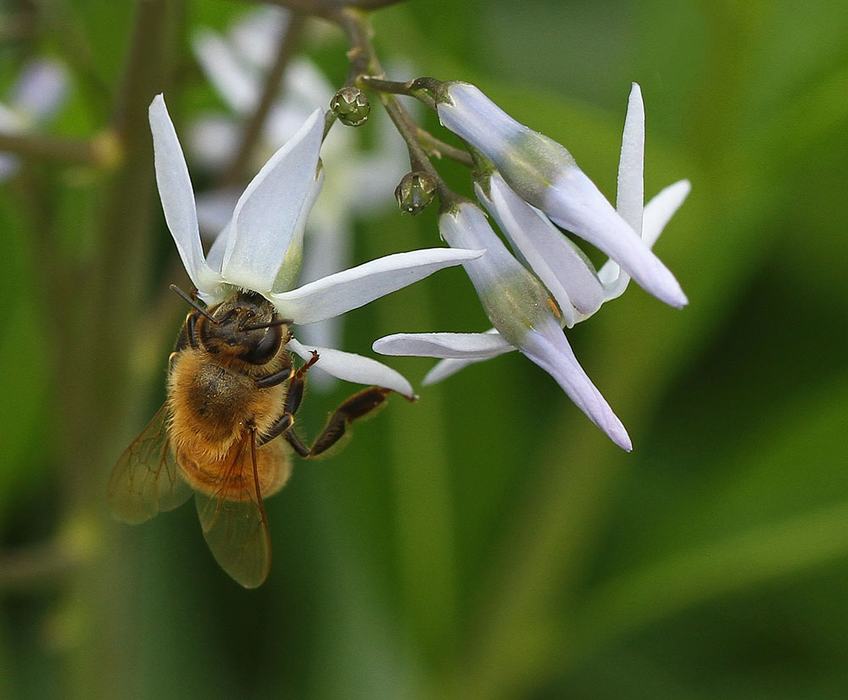 honey bee on eastern bluestar