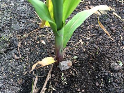 Young green plant stem with basal leaves emerging from dark garden soil
