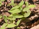Microstegium seedlings in mulch