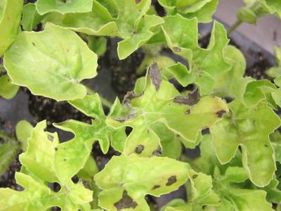 Pale green plant leaves with irregular brown necrotic spots and browned edges