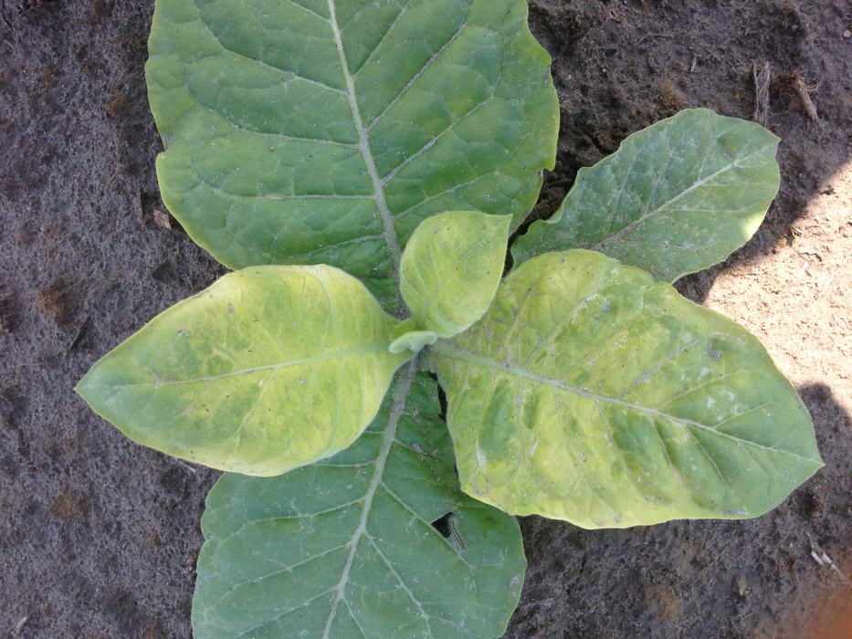 Burndown drift from a tankmix of Roundup, Atrazine, and Realm-Q. Roundup injury is most prevalent in the photo.