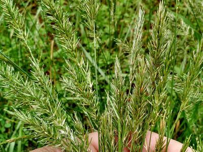 Picture of sweet vernal grass.