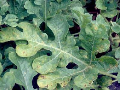 Lobed green leaves with prominent white midrib and small brown spots
