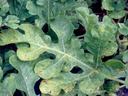Lobed green leaves with prominent white midrib and small brown spots