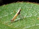 Small yellow-brown moth standing on a textured green leaf