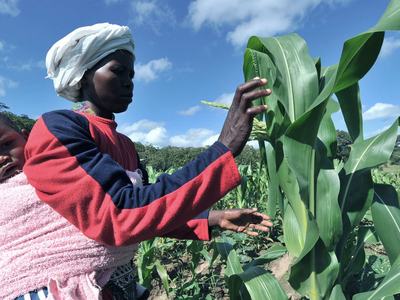 Woman with baby on her back inspects a maize plant in a field