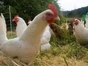 White hens with red combs standing and foraging in grassy outdoor enclosure