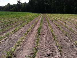 Very small pale green to yellow corn plants with purple margins on older leaf blades