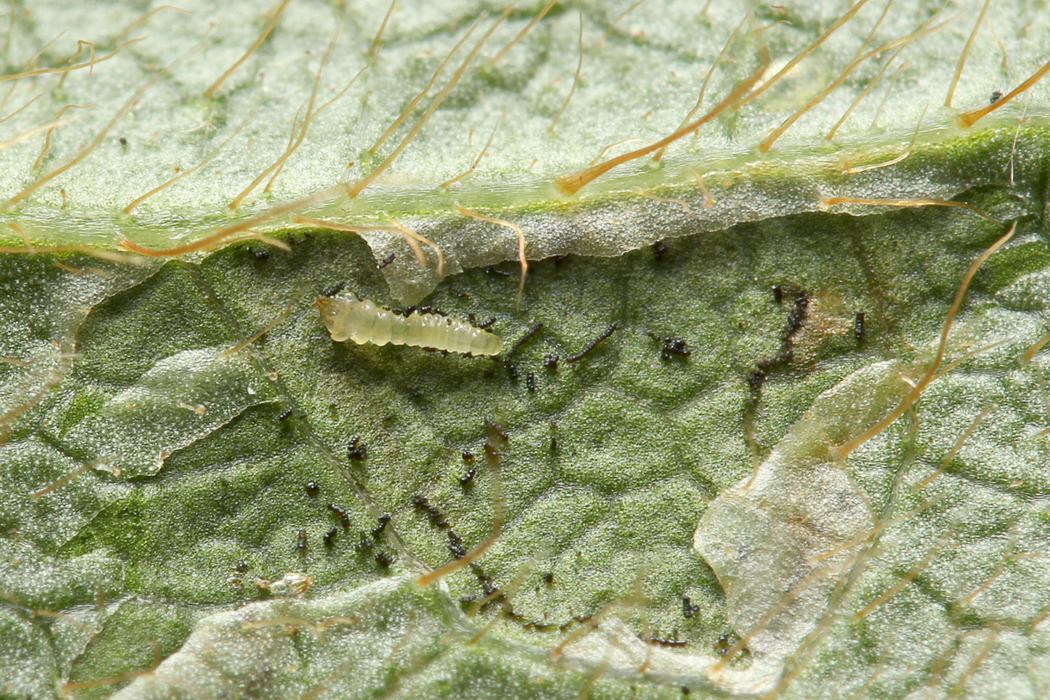 Early young leaf miner