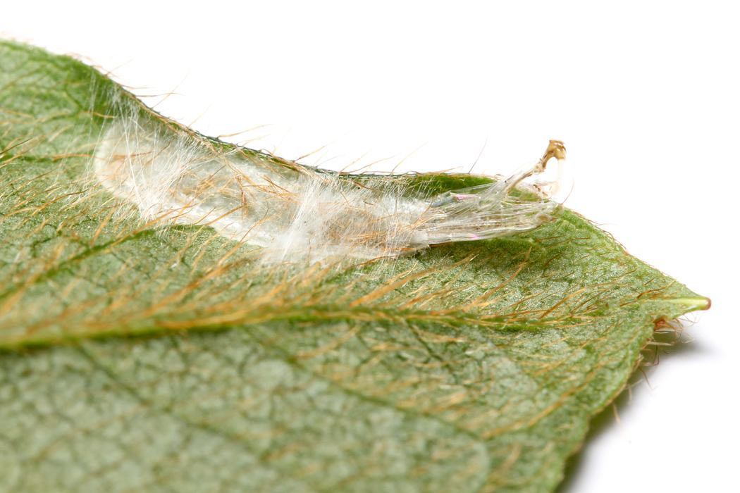 Cocoon at leaf edge
