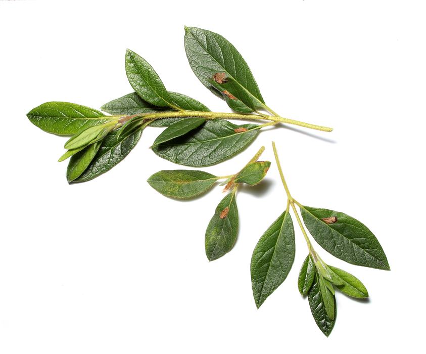 Azalea leafminer damage