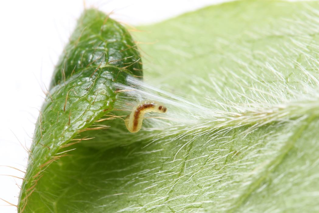 Larva spinning silk