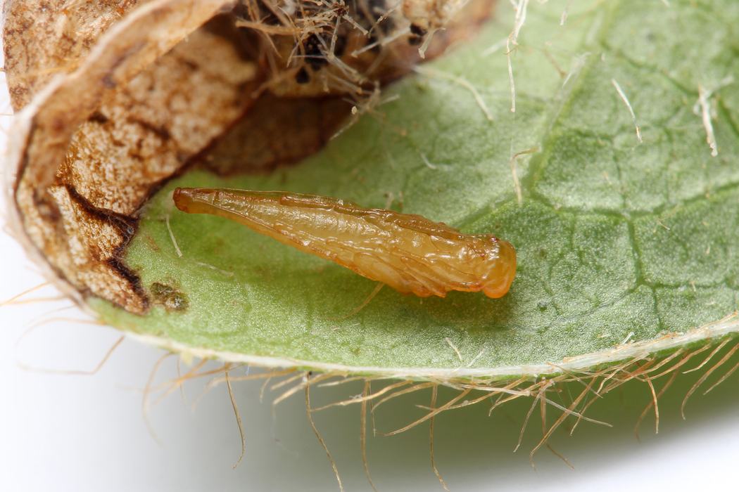 Parasitoid pupa