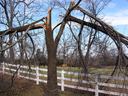 Large deciduous tree split with broken limbs leaning over white fence; horses in background