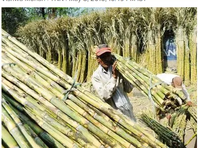 Man carrying bundles of harvested sugarcane amid stacked cane bundles