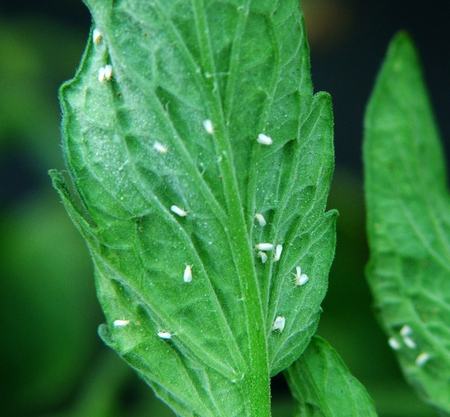 Close up of whiteflies on leaf
