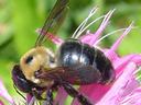 Carpenter bee ARK: Washington Co. Fayetteville 22 June 2003 J. K. Barnes