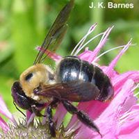 Carpenter bee ARK: Washington Co. Fayetteville 22 June 2003 J. K. Barnes