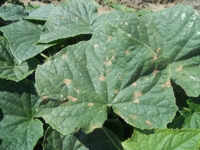 Large broad vine leaf with scattered tan necrotic spots on the surface