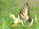 Eastern Tiger Swallowtail butterfly on honeysuckle