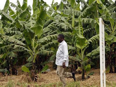 Man walking through a banana plantation among rows of banana plants
